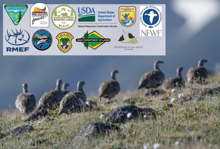 Multiple birds walking through grassy rocks with a superimposed collage of logos.