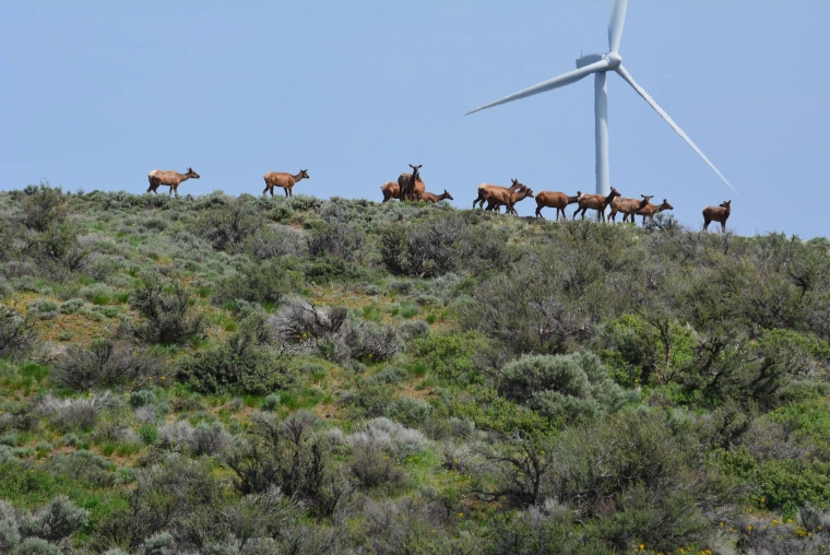 Group of deer on a grassy hillside with a wind turbine in the background.