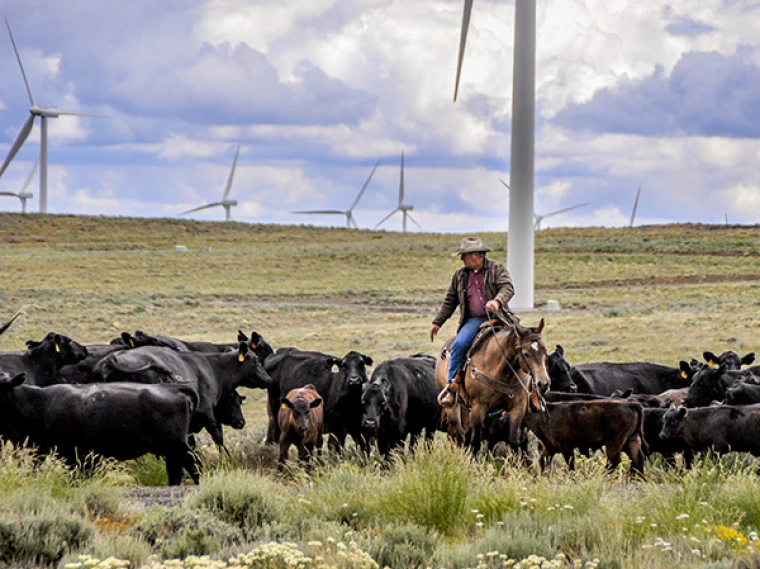 Person riding a horse in a filed full of cattle and windmills. 