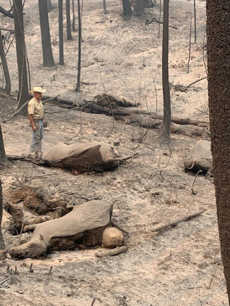 Person standing in a burned forest area with dead cattle on the ground.