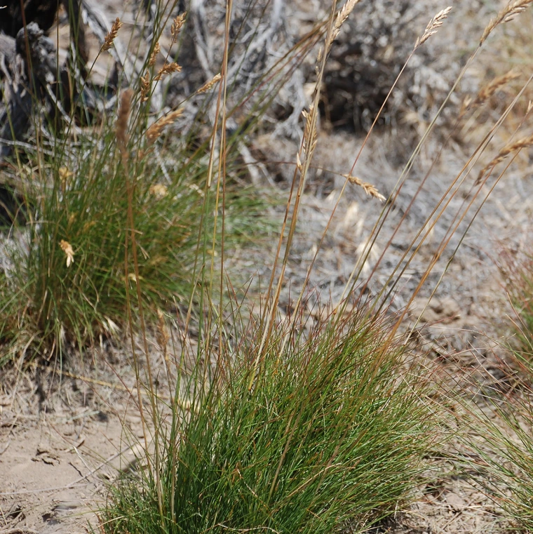 Bunch of sprouting green grass.