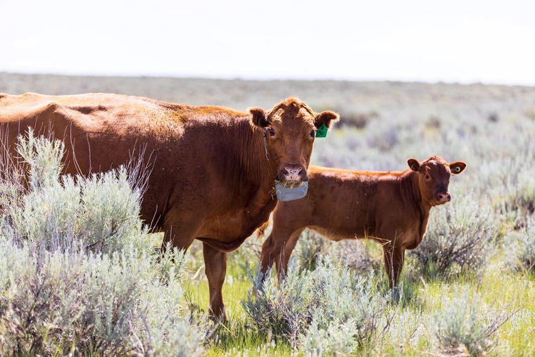 Brown cow and calf standing in a field. 