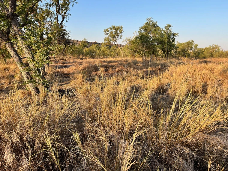 Grassy rangeland.