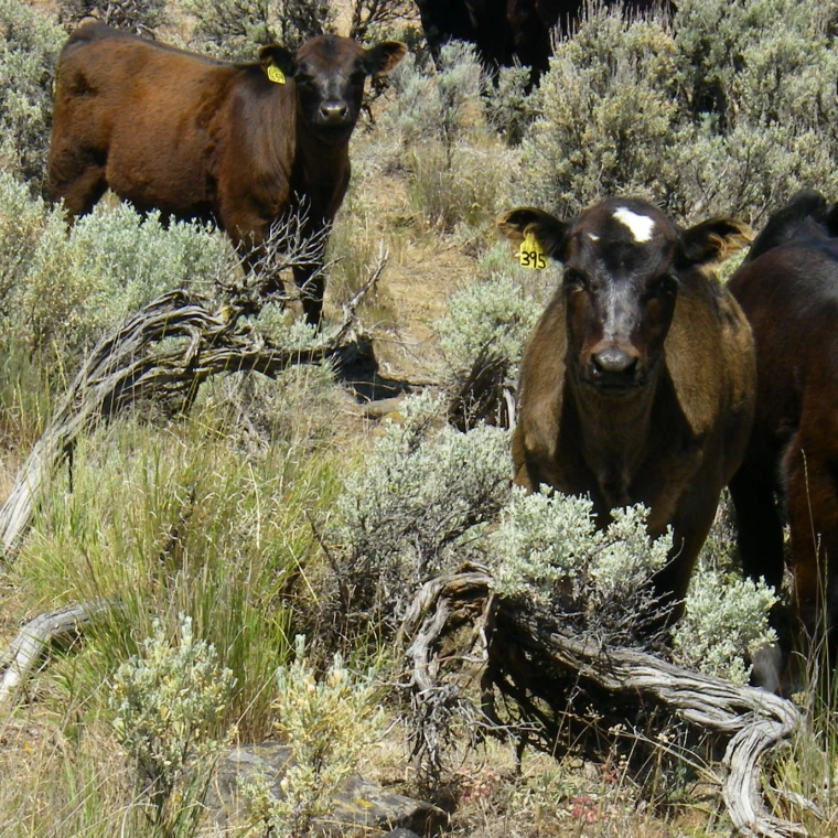 Two brown cows in a field.