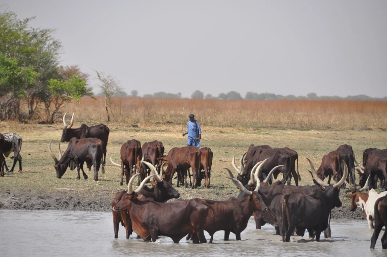 Man standing in a field next to body of water with a large herd of cattle.