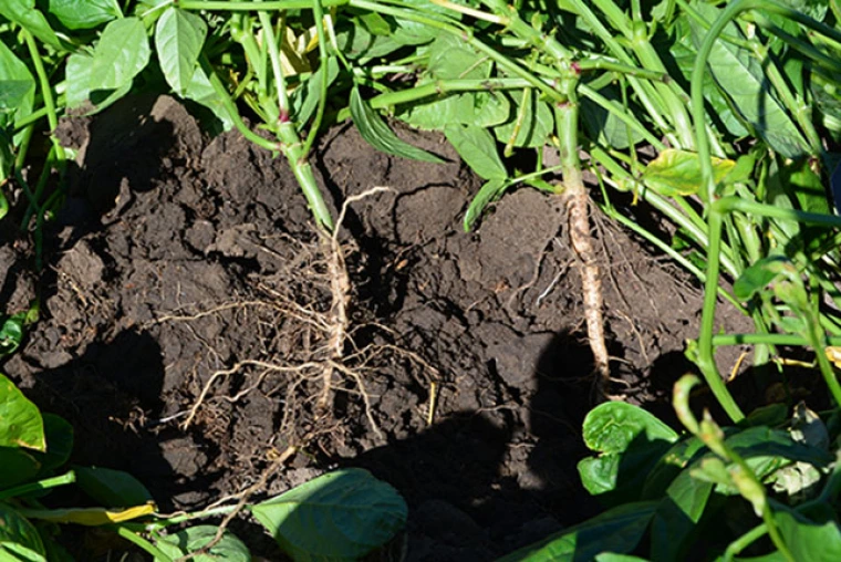 Closeup of a green plant's root coming out of dark soil. 