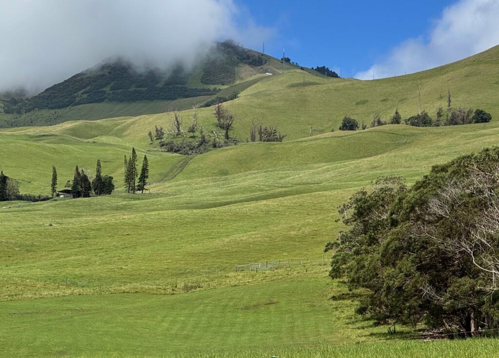 Native forest on mountaintops on Ulupalakua Ranch