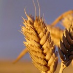 Rainbow Wheat
