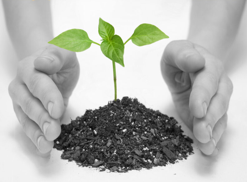 Hands beside a plant seedling in soil.