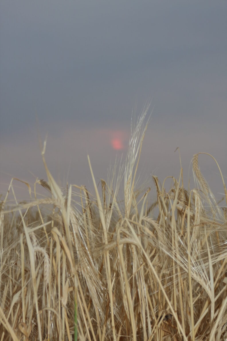 Barley ready to harvest with a blue sky and clouds.