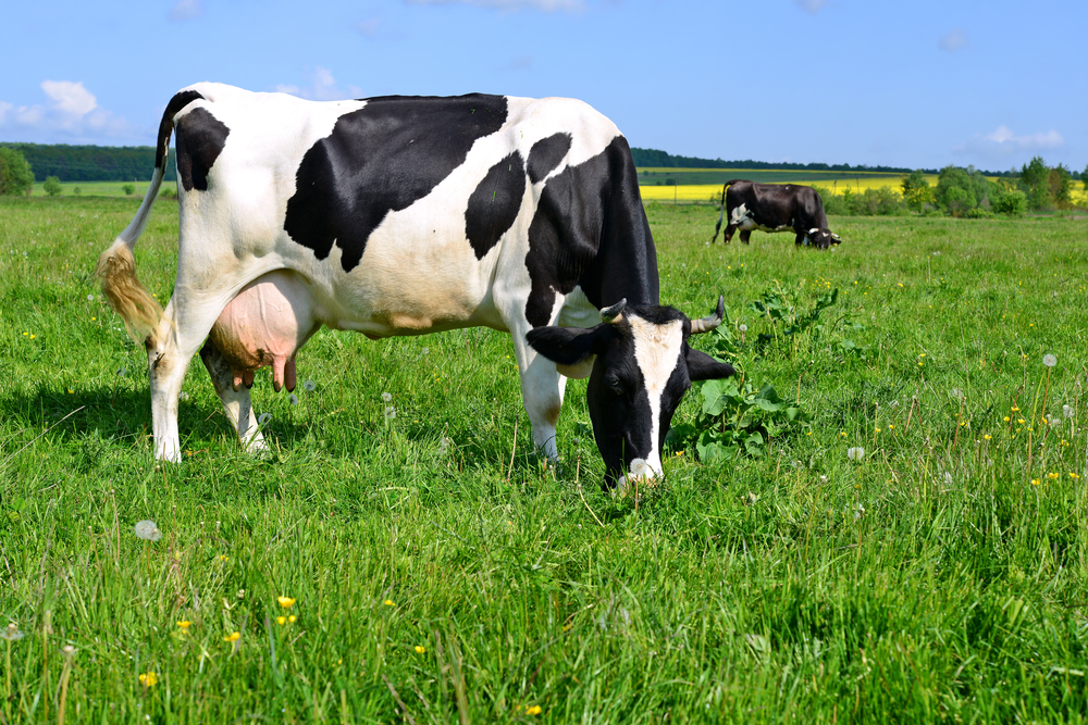 Black and white cow grazing in a green field of grass.