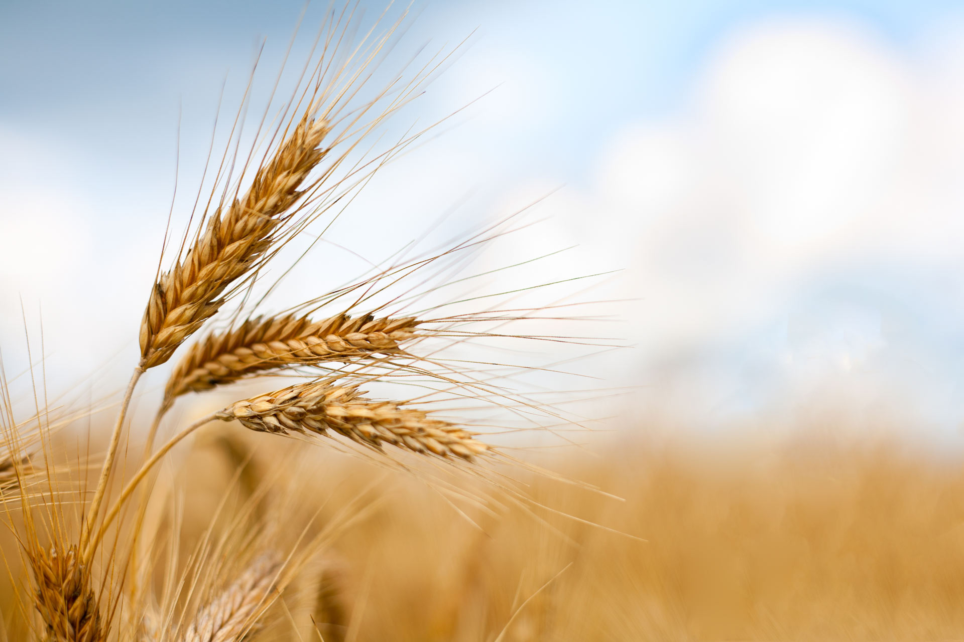 Close up of golden wheat ready to harvest.