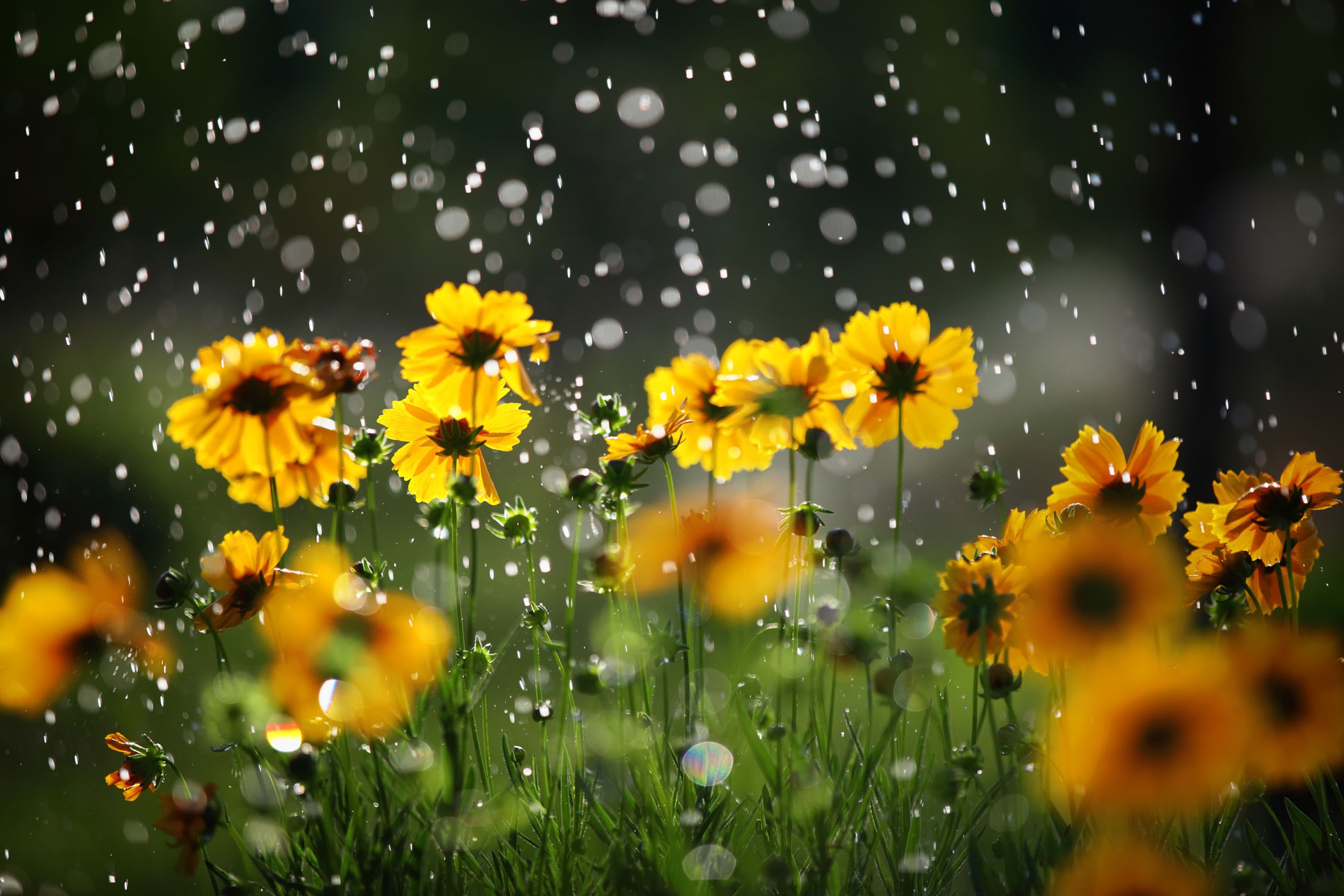 Yellow daisies with rain drops falling.