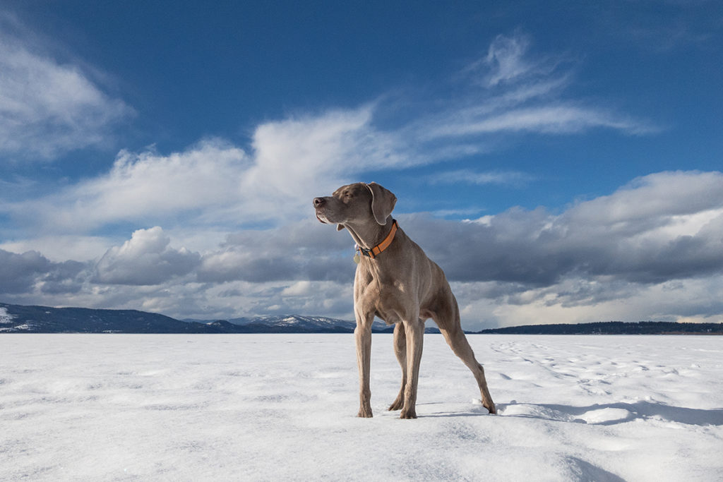 A dog stands over a frozen tundra looking onward