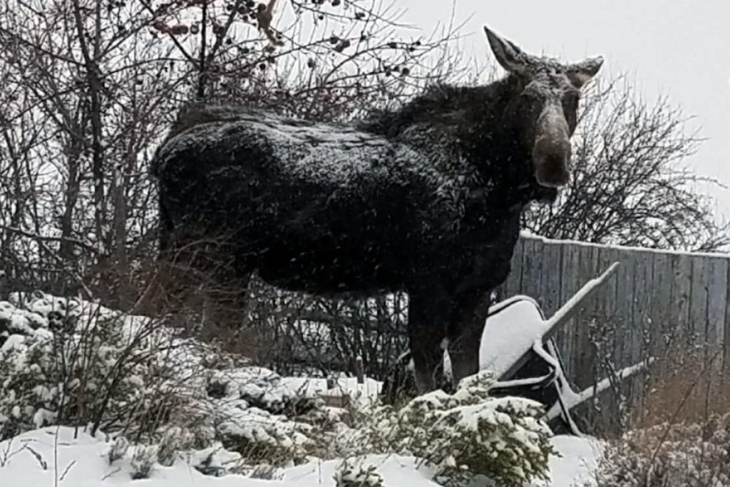 Moose in a backyard