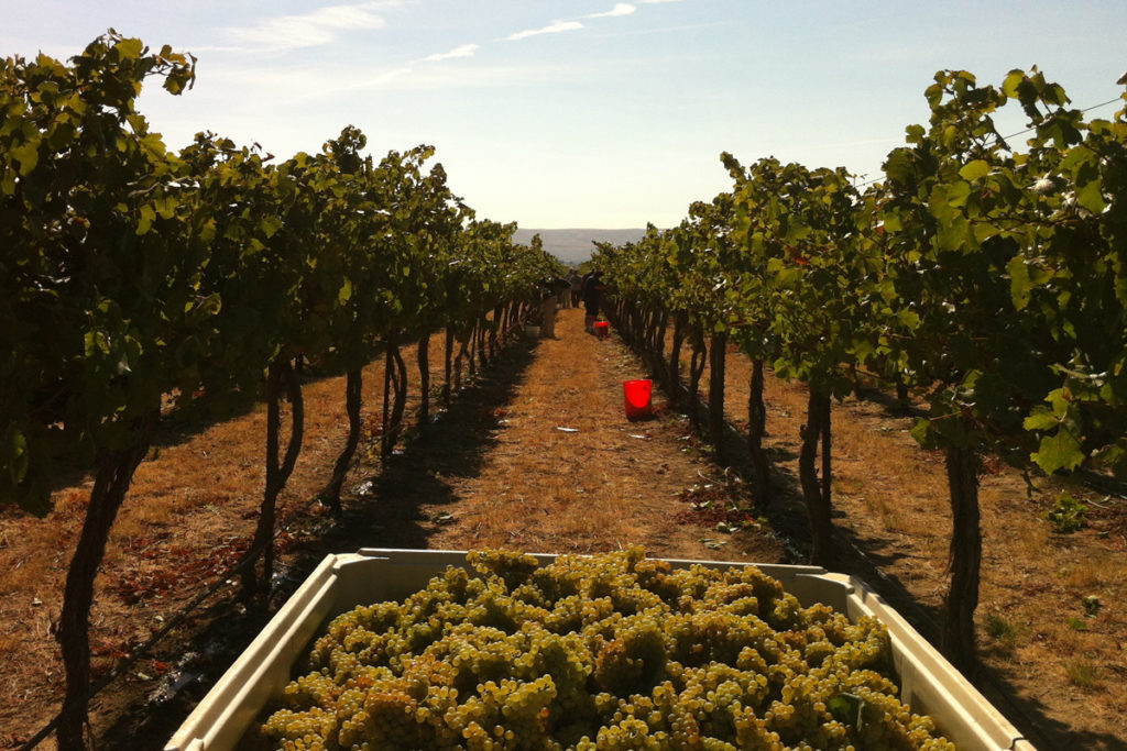 Grapes sitting in a harvest bin in front of grape vines