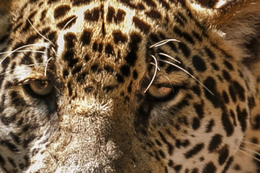 American jaguar in the nature habitat of Brazilian jungle, panthera onca.