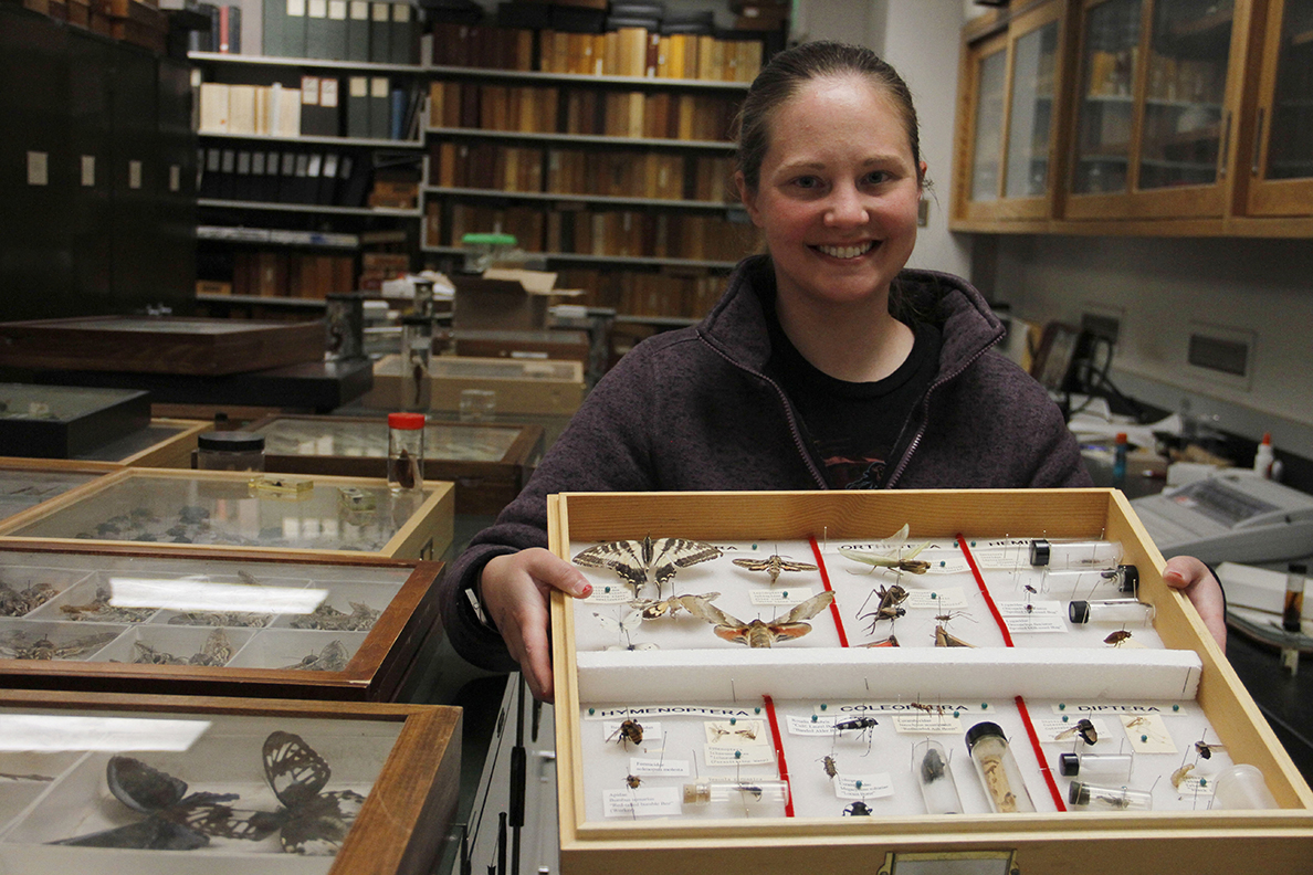 Wsu Insect Collection Hyde family gift ensures WSU entomology’s growing impact | WSU Insider ...