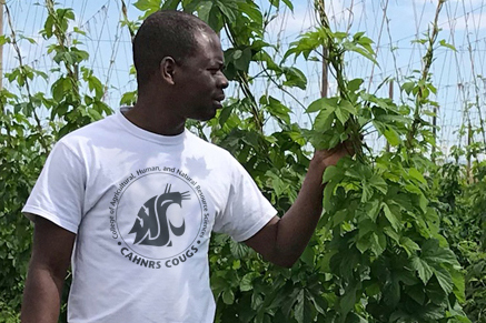 man closely inspects hops