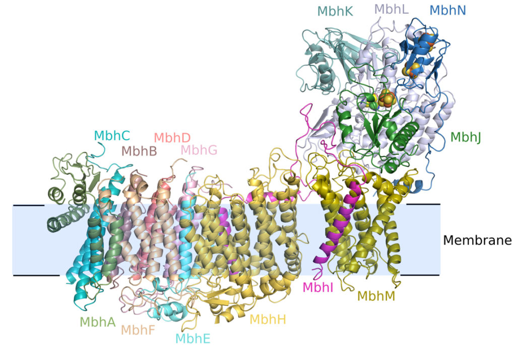Graphic of MBH structure, which reveals a molecular complex involved in microbial respiration.