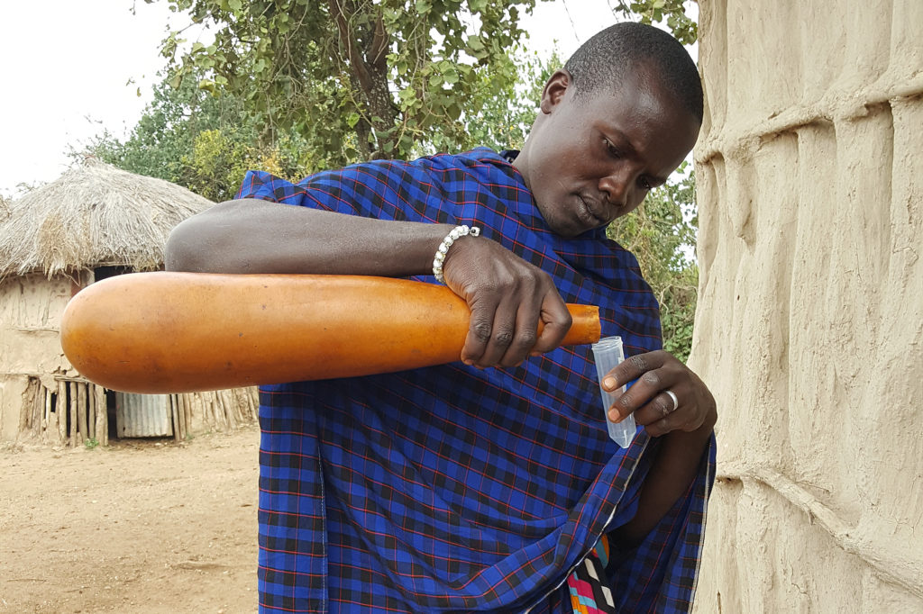 A Maasai pours milk from a Calabash gourd.