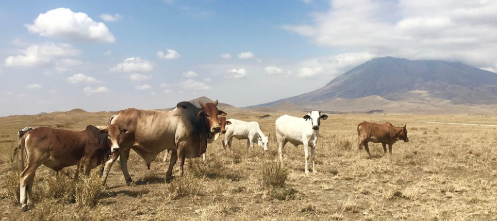 Small herd of cattle grazing in east Africa.