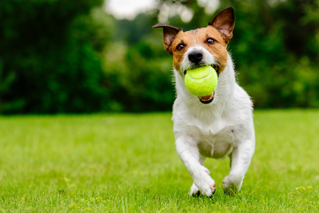 Puppy running with ball in mouth.