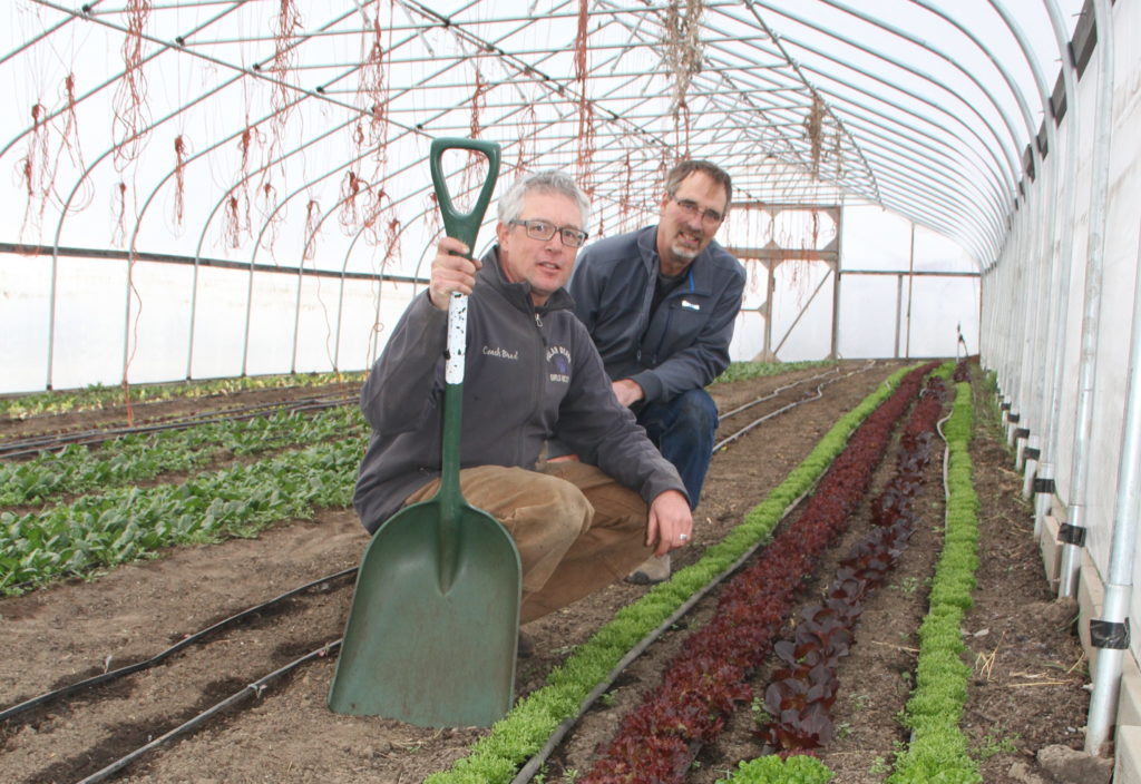 Jaeckel and Finch inspect young produce inside a greenhouse.