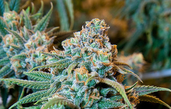 Closeup of a cannabis plant.