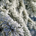 more evergreen twigs covered by frost