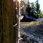 young vertical shoot next to tree touched by frost