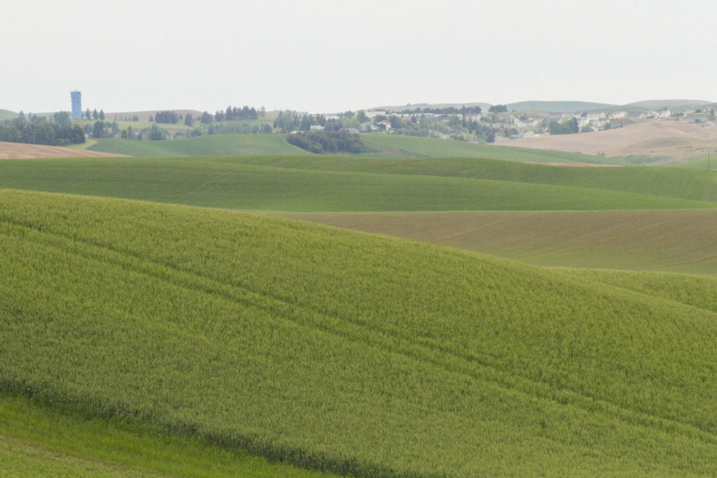 Palouse hills with Pullman in the distance.
