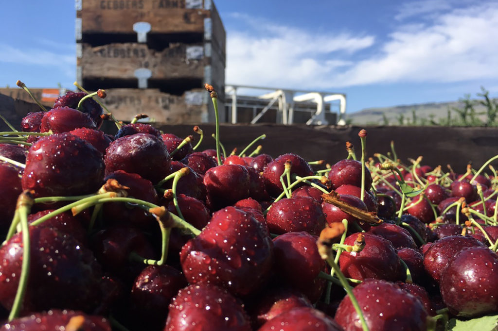 Closeup of a truckload of picked dark cherries.