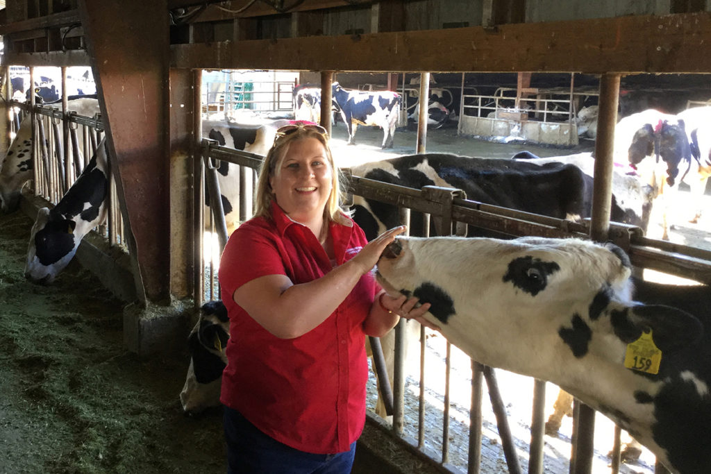 Adams Progar handles a dairy cow at a feeding barn, as other cows walk and feed in the background.
