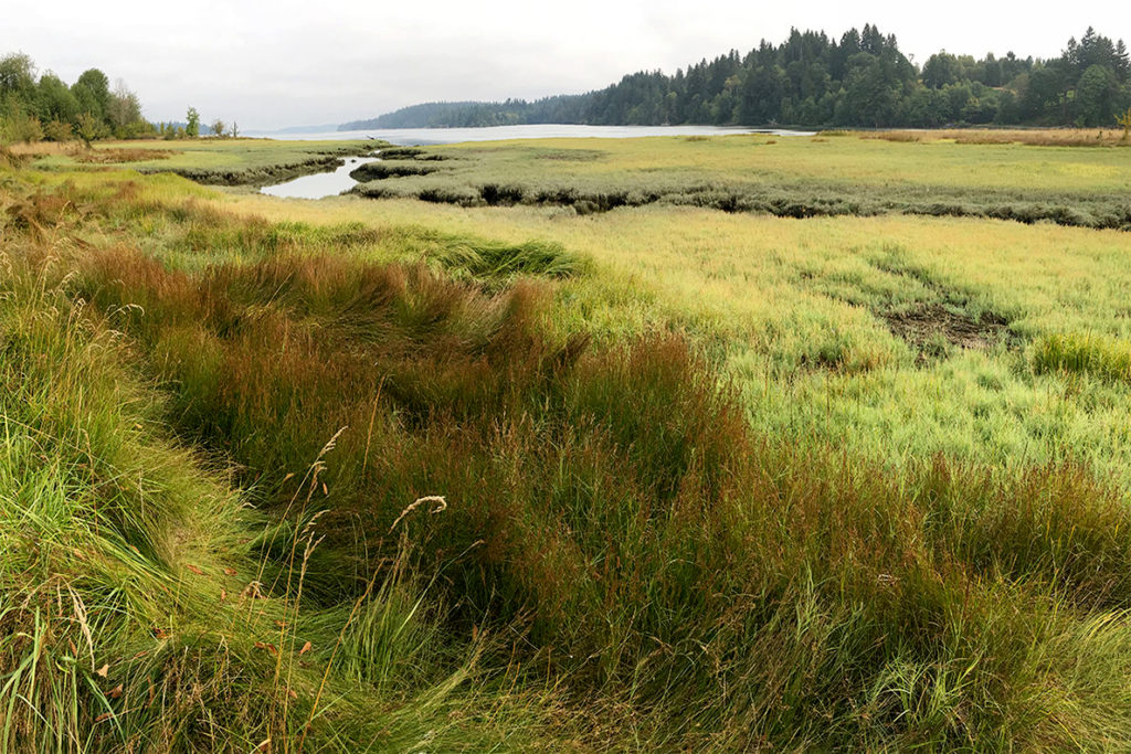 Shoreline at Meyers Point.