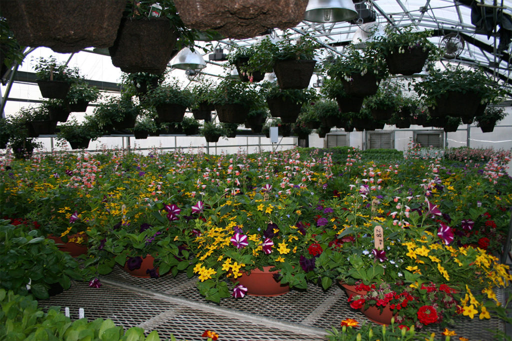 Flowers in a greenhouse.