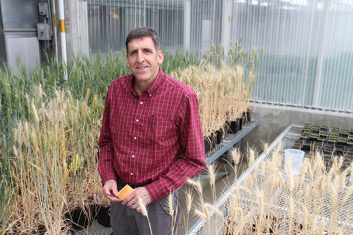 New Associate Dean Scot Hulbert leads CAHNRS research for safe