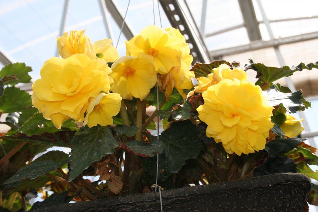 Closeup of yellow flowers.