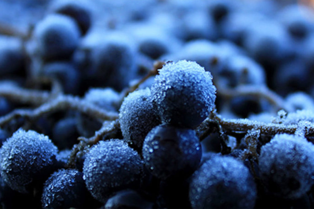 Closeup of several wine grapes.
