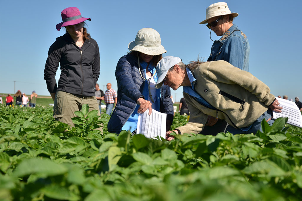 Visitors check out rows of potato crops at the WSU Othello research farm.