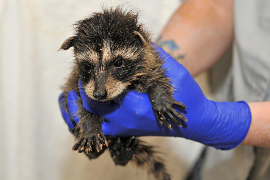 A raccoon kit being held by an animal doctor.