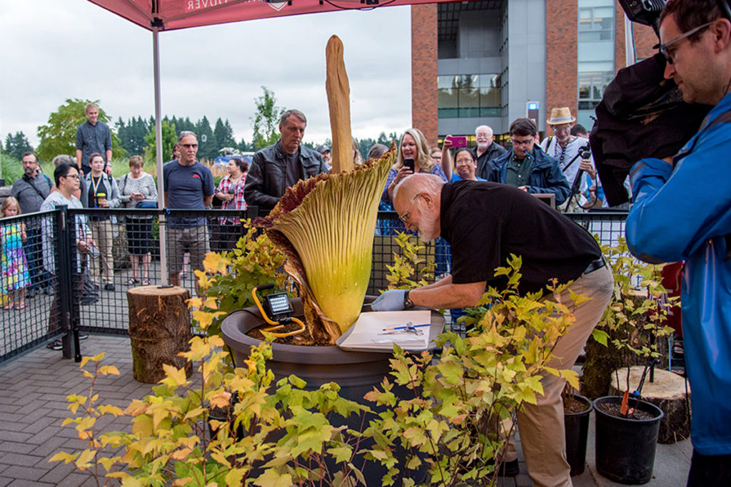 Spectators watch as Sylvester cuts open Titan&nbsp;VanCoug's spathe.