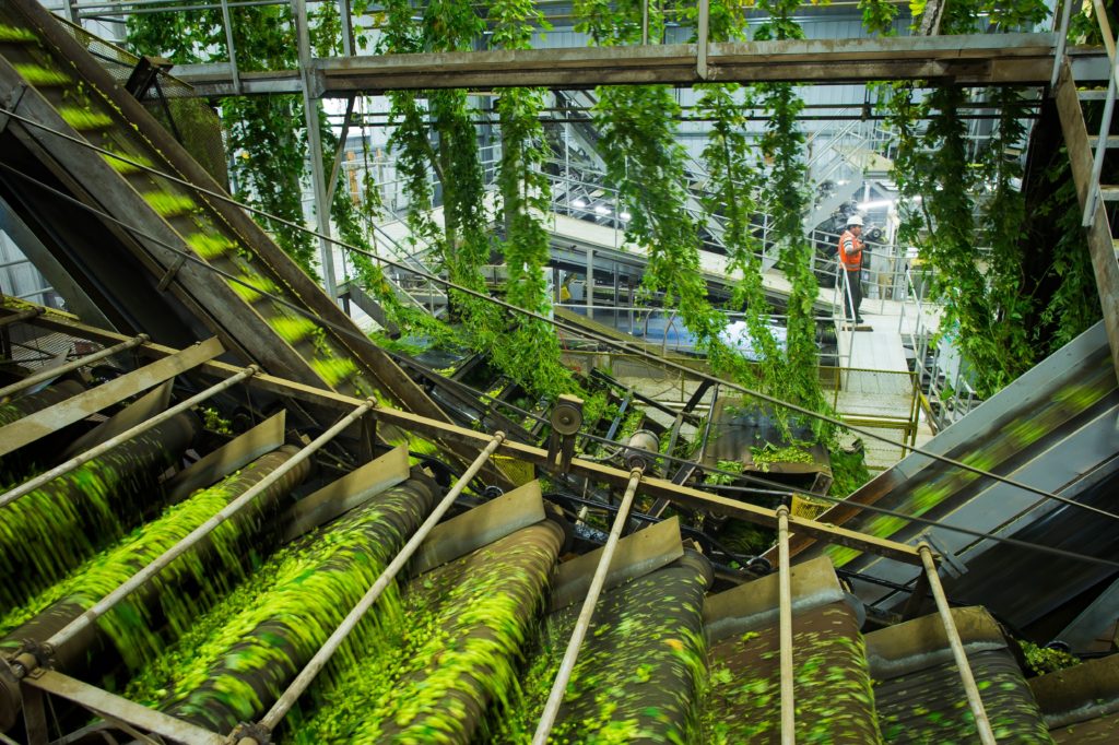 Hops in hop warehouse