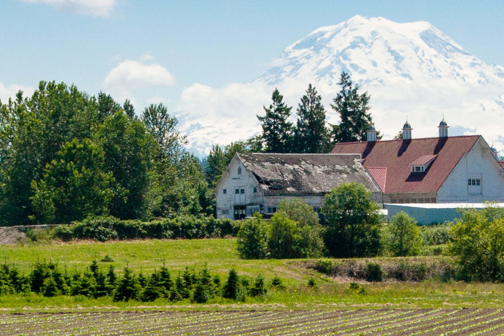 Farm ground at the WSU Puyallup Research and Extension Center with Mt. Rainier in the distance.