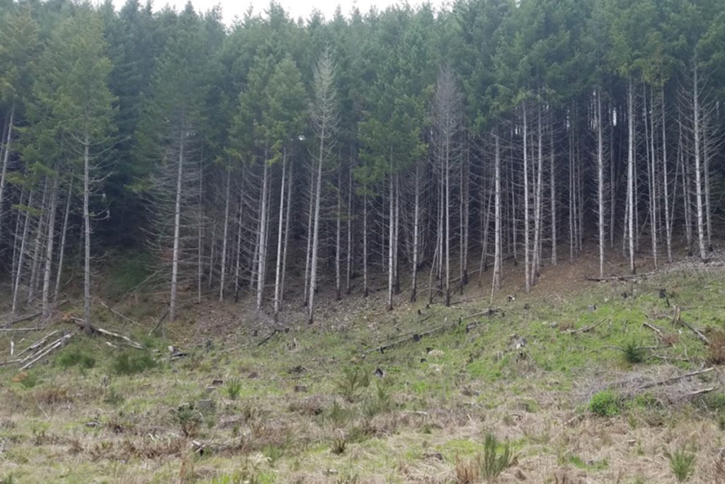 A photograph of the entrance to a forest with multiple trees.