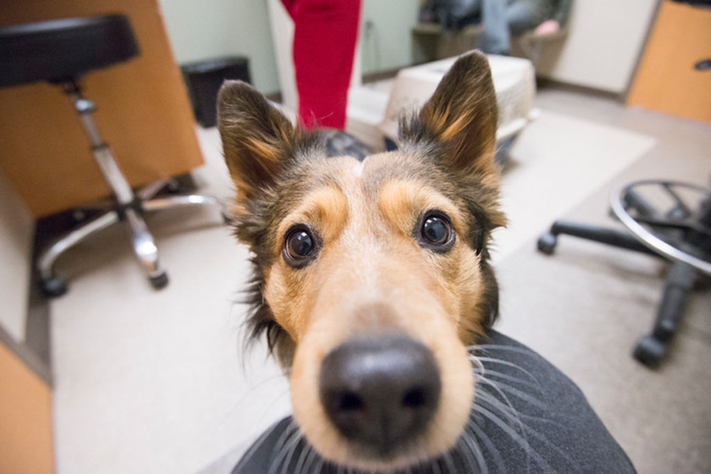 Closeup of a dog's face in an examination room.