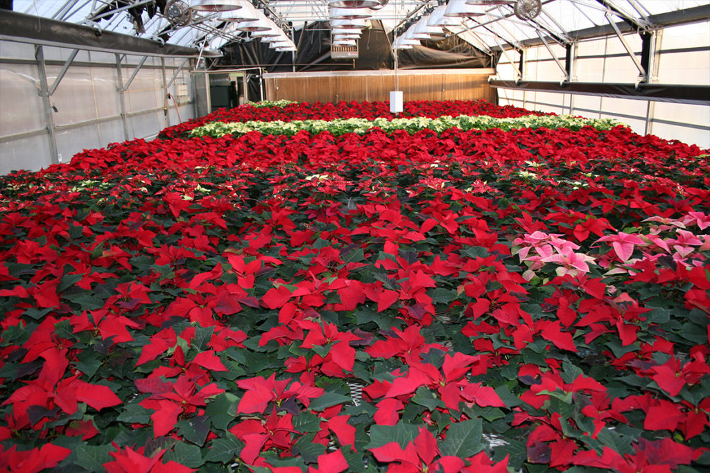 Poinsettias in a greenhouse