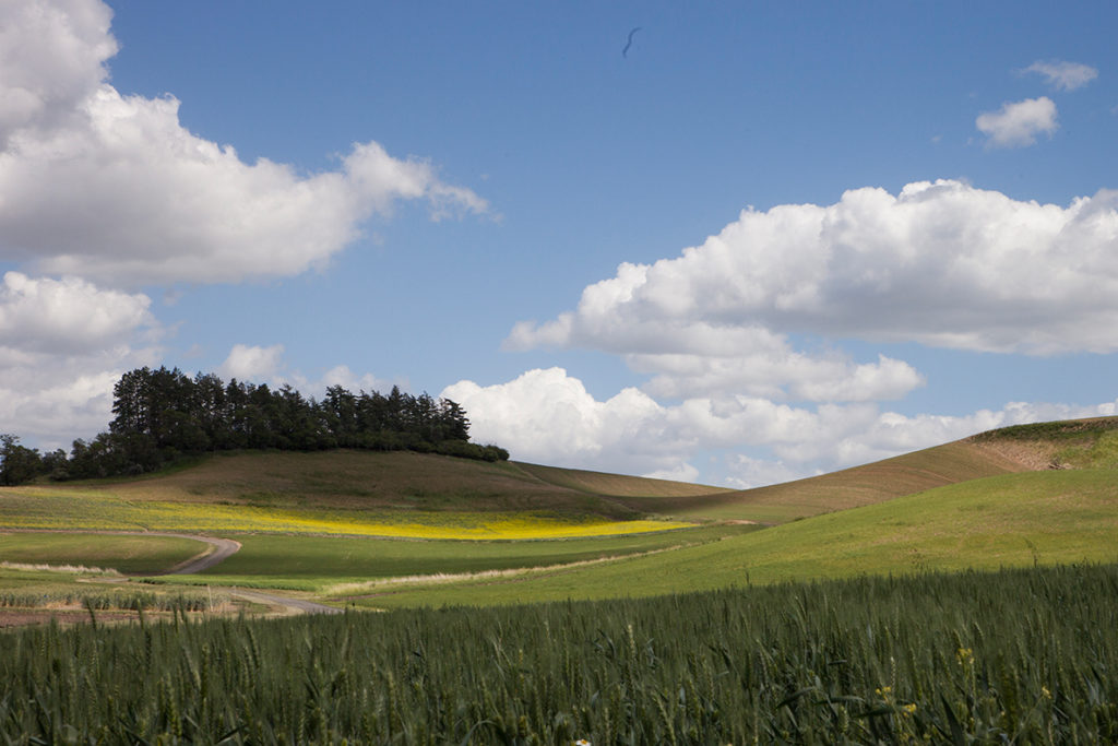 Farmlands in Eastern Washington
