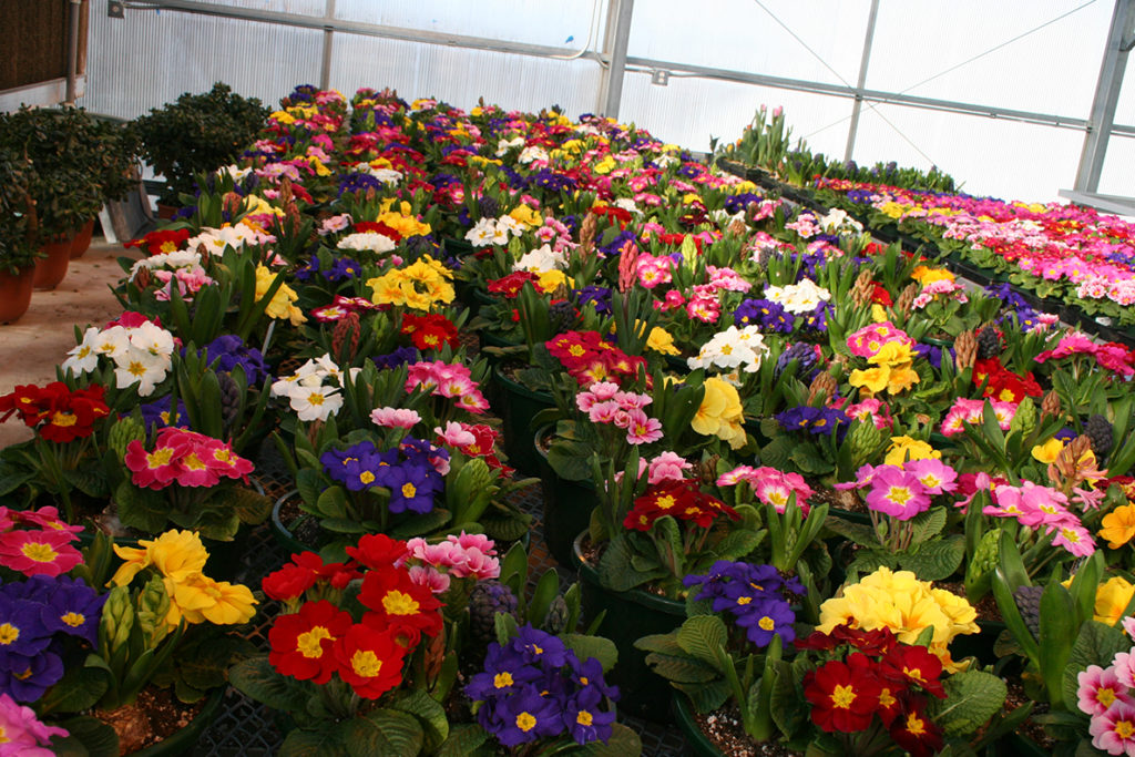 Flowers in a greenhouse
