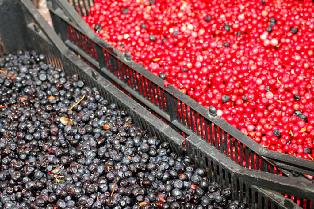 Trays of blueberries and cranberries.